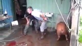 Dwóch idiotów usiłuje zabić świnie siekierą