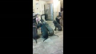 4-latka karmi sześciu PitBulli