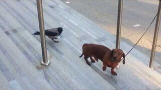 Ptak denerwuje Jamnika