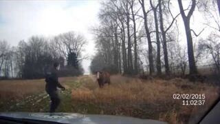 Próba aresztowania krowy