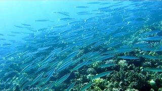 Ławice ryb w Morzu Czerwonym