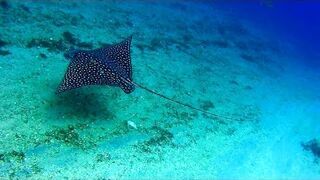 Freediving Red Sea Dahab - Lifeforms