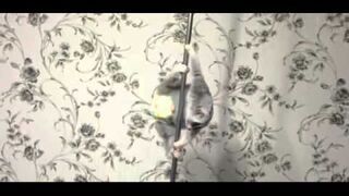 Lemur w pieluszeczce tańczy na rurze