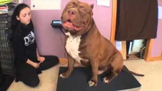Największy pitbull