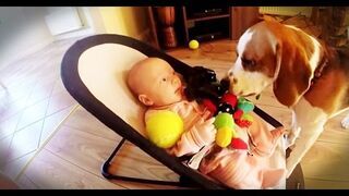 Winny pies przeprasza za kradzież zabawaki