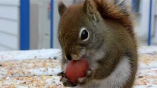 Zabawna wiewiórka usiłuje zjeść orzecha