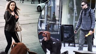 Pies na baby - Jeleniejaja