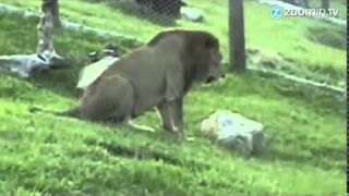 Cyrkowy lew po raz pierwszy na wolności