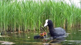 Ryżogłowe głodomory