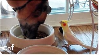 Papużka śpiewa psu przy obiedzie