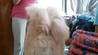 "Tam gdzie psy dupami szczekają"