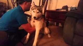 Husky po ciastkach z marihuaną